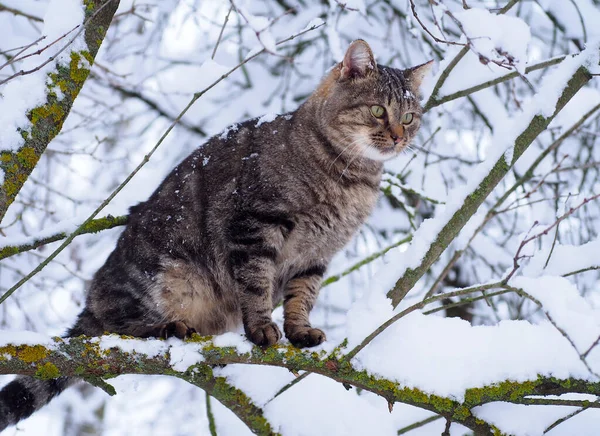 Προσωπογραφία Μιας Γάτας Που Κάθεται Ένα Χιονισμένο Κλαδί — Φωτογραφία Αρχείου