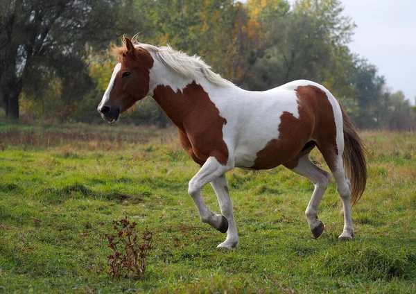 Jovem Cavalo Careca Corre Num Prado Imagens De Bancos De Imagens