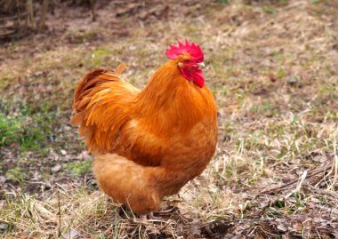 Orpington 'un kırmızı horozu çimlerin üzerinde