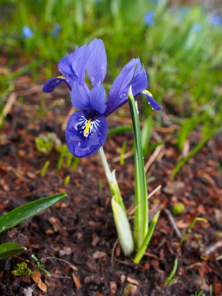 Blå Liten Iris Blommar Tidigt Våren — Stockfoto