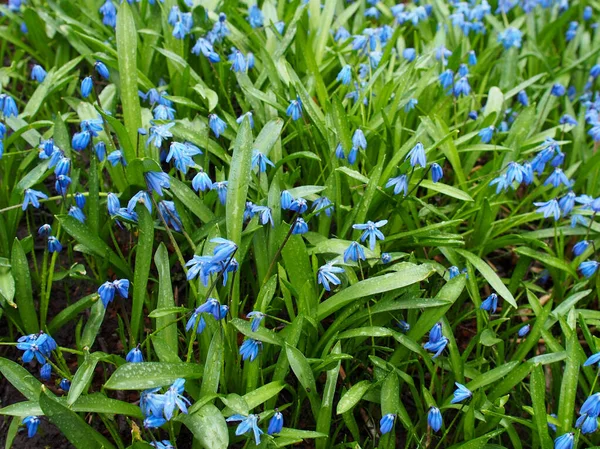 Många Blommande Blå Blåklockor Mot Den Naturliga Bakgrunden — Stockfoto