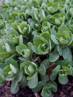 Baharda genç sedum filizlenir
