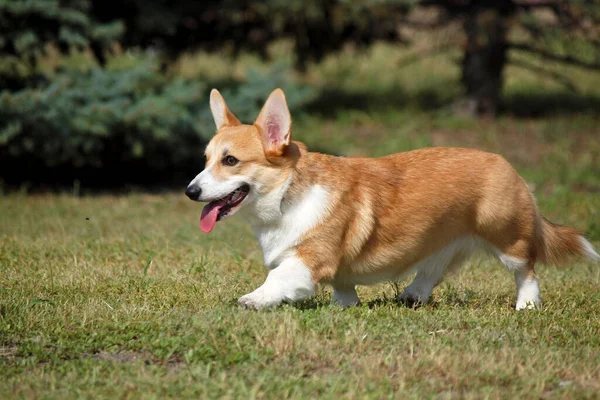 Red White Puppy Welsh Corgi Pembroke Runs Lawn — Stock Photo, Image