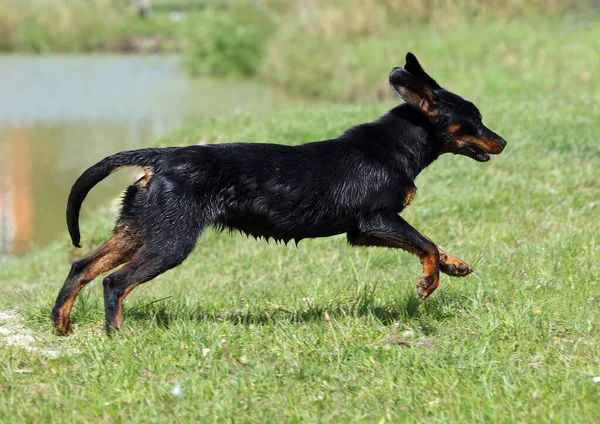 Young Female Breed Slovakian Hound Cheerfully Runs Meadow Swimming — Stock Photo, Image