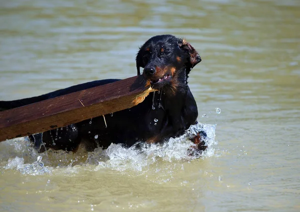 水からオブジェクトをもたらすために若い狩猟犬を訓練 ストックフォト