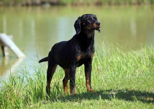 湖の岸にある種のスロバキアの猟犬の若い女性 ストック写真