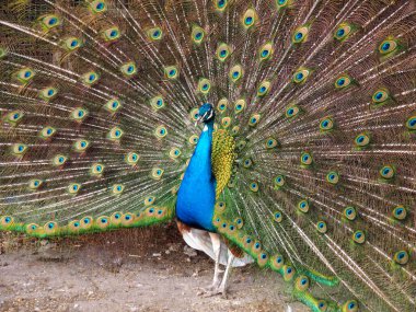Erkek tavus kuşu güzel bir kuyruk ortaya çıkardı.