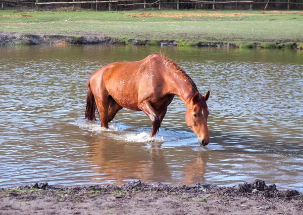 Kastanienpferd Geht Auf Wasser Und Trinkt Wasser — Stockfoto