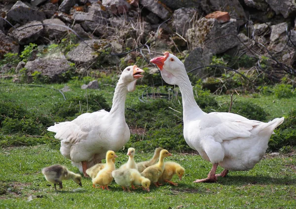 Familie Einheimischer Weißer Gänse Auf Dem Rasen — Stockfoto