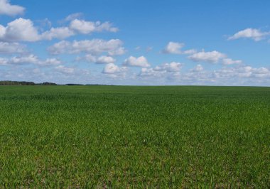 Ufukta yeşil çimenlerin sonsuz tarlası ve bulutlu mavi bir gökyüzü.