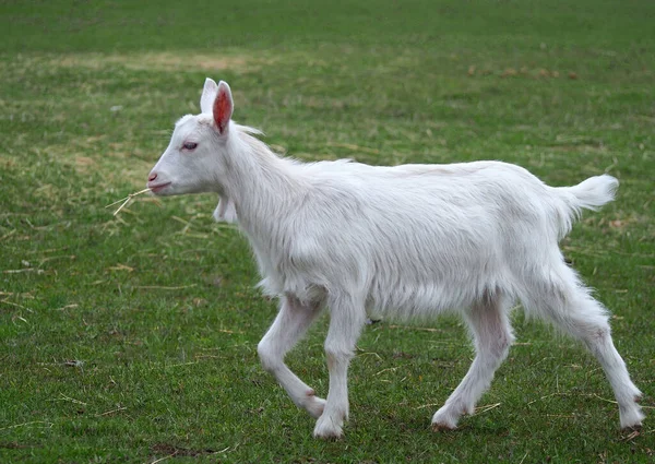 若い白いヤギが緑の草原を歩く — ストック写真