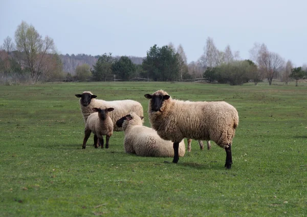 Grupa Owiec Suffolk Pastwiskach Wiosennych — Zdjęcie stockowe