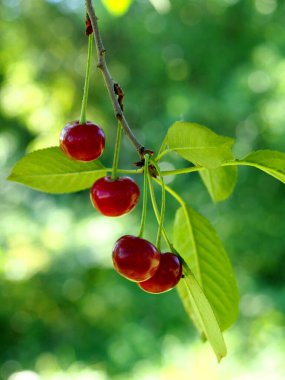 Doğal bir arka planda olgun kiraz çilekleri.