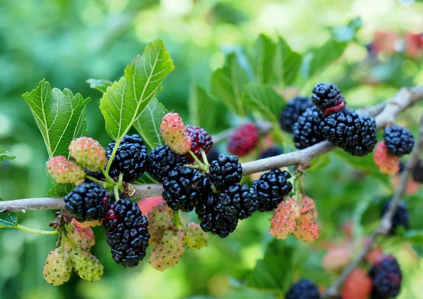 Klasar Mogna Mullbär Gren Naturlig Bakgrund — Stockfoto