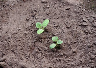 Açık arazide taze kabak filizleri.