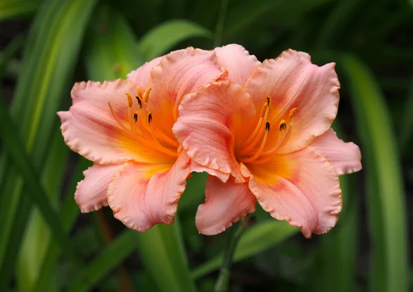 Ніжні Квіти Лілії Фоні Листя — стокове фото