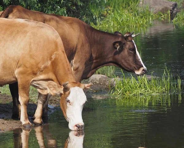 Mjölkkor Dricker Vatten Betesperioden — Stockfoto