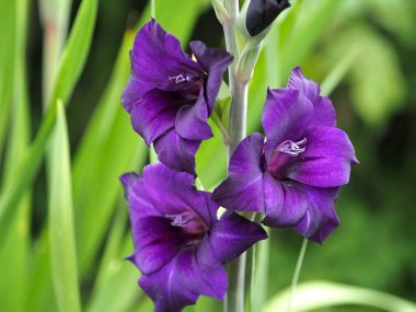 Doğal arka planda açan koyu mor gladiolus.