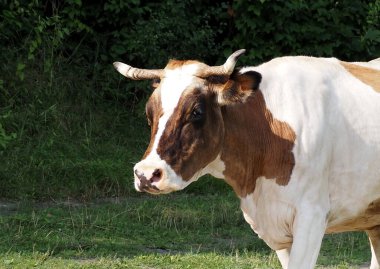 Dairy cow portrait on a natural background