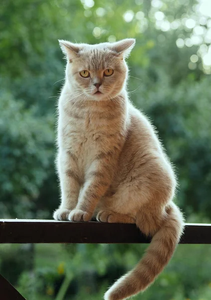 영국의 직설적 고양이와 자연환경의 — 스톡 사진