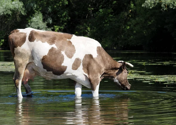 젖소는 목초지에서 마신다 — 스톡 사진