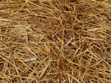 Arkaplan olarak kaliteli altın saman