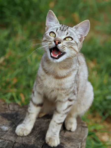 Młody Kot Piękny Srebrny Kolor Tabby — Zdjęcie stockowe