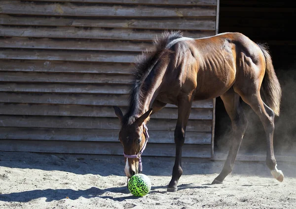 Warmbloed Veulen Speelt Met Een Bal Een Paddock — Stockfoto