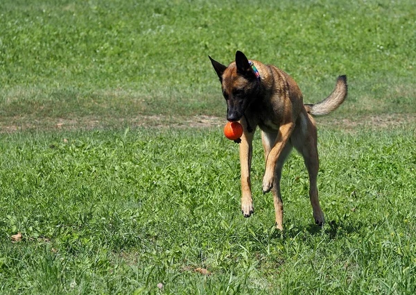 Malinois Anjing Berbahaya Bermain Dengan Bola Halaman — Stok Foto