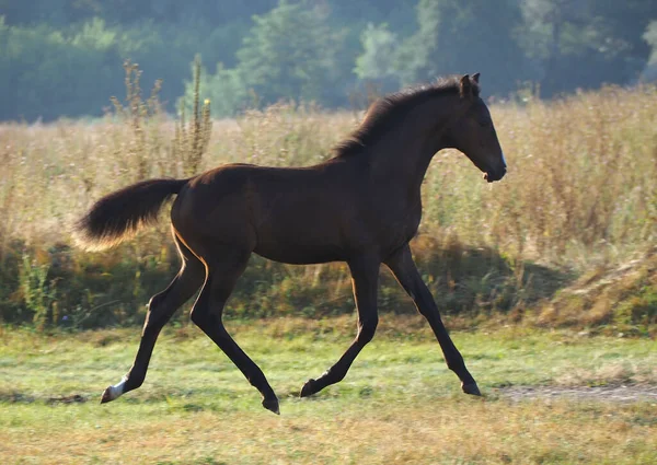 Schönes Dressurfohlen Freier Bewegung Der Natur — Stockfoto