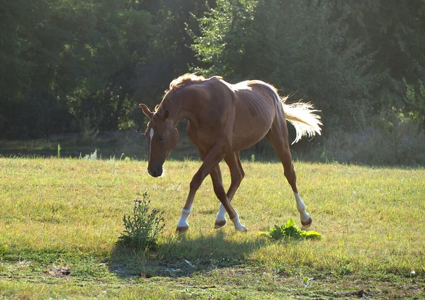 Κομψό Ζεστό Αίμα Καστανιάς Φοράδα Τρέχει Trotting Μέσα Από Λιβάδι — Φωτογραφία Αρχείου