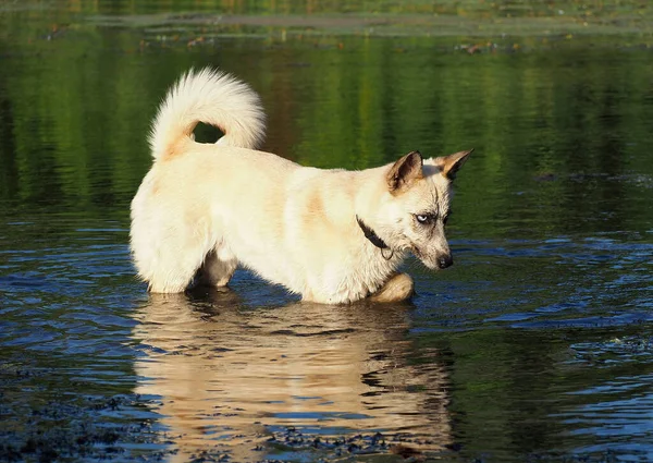 Husky Dog Has Fun Hunting Toad Pond — Stock Photo, Image