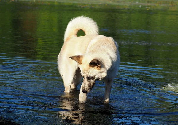 Husky Hond Heeft Plezier Jagen Een Pad Een Vijver — Stockfoto