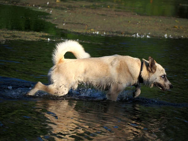 Husky Dog Has Fun Hunting Toad Pond — Stock Photo, Image