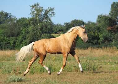 Güzel palomino atı özgürlükte yüksek kalitede doğal cazibe gösteriyor.