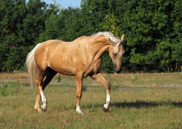 Beautiful Palomino Horse Shows High Quality Natural Allure Freedom — Stock Photo, Image