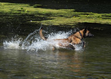 Malinois suya atılan topu yakalıyor.