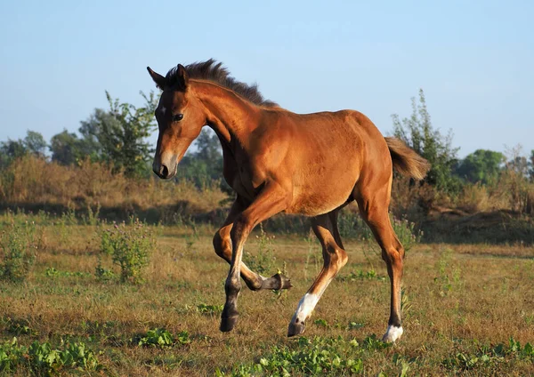 Beautiful Bay Foal Free Movement Nature — Stock Photo, Image