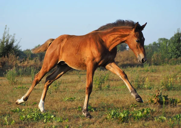 Vakkert Bukkeføll Fri Bevegelse Naturen – stockfoto