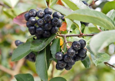 Yaprakların arka planında boğaz üzümü demetleri