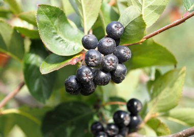 Yaprakların arka planında boğaz üzümü demetleri