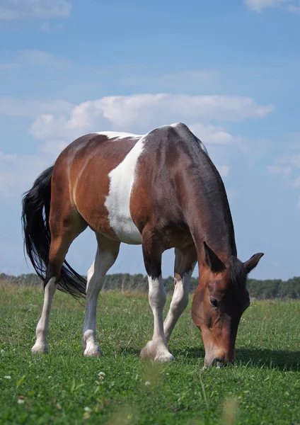 Pinto horse — Stock Photo, Image