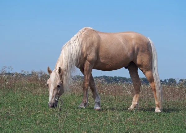 Retrato de hermoso caballo palomino — Foto de Stock