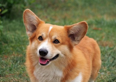 Galce corgi pembroke portresi