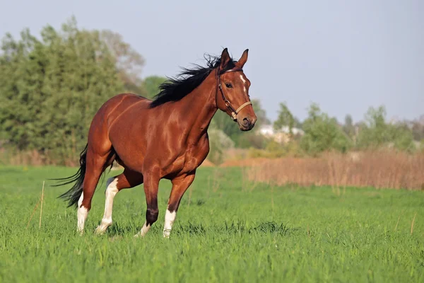 Vackra pinto häst — Stockfoto