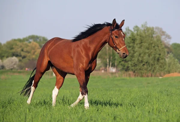 Belo cavalo pinto — Fotografia de Stock