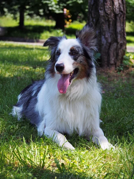 Retrato de borde collie perro — Foto de Stock