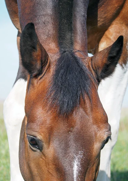 Bay hästhuvud på nära håll — Stockfoto