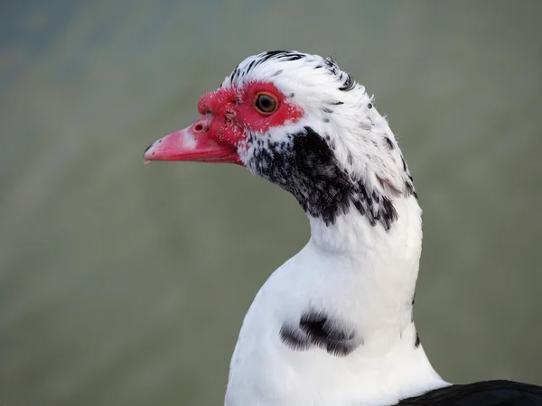 Misk ördeği portre, yakın — Stok fotoğraf