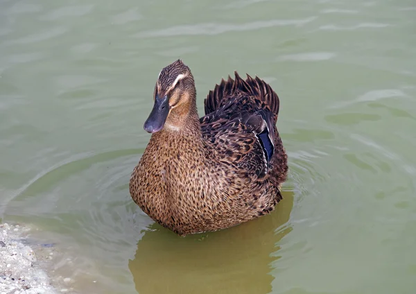 Bir göl üzerinde yerli ördek — Stok fotoğraf
